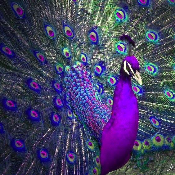 طاووس های رنگارنگ